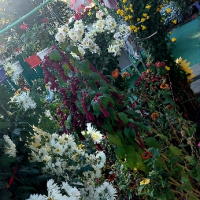 Продавам различни видове хризантеми , снимка 2 - Градински цветя и растения - 44752282