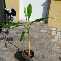 Студоустойчив банан /Бананова палма/ - различни размери, снимка 1 - Градински цветя и растения - 39390280