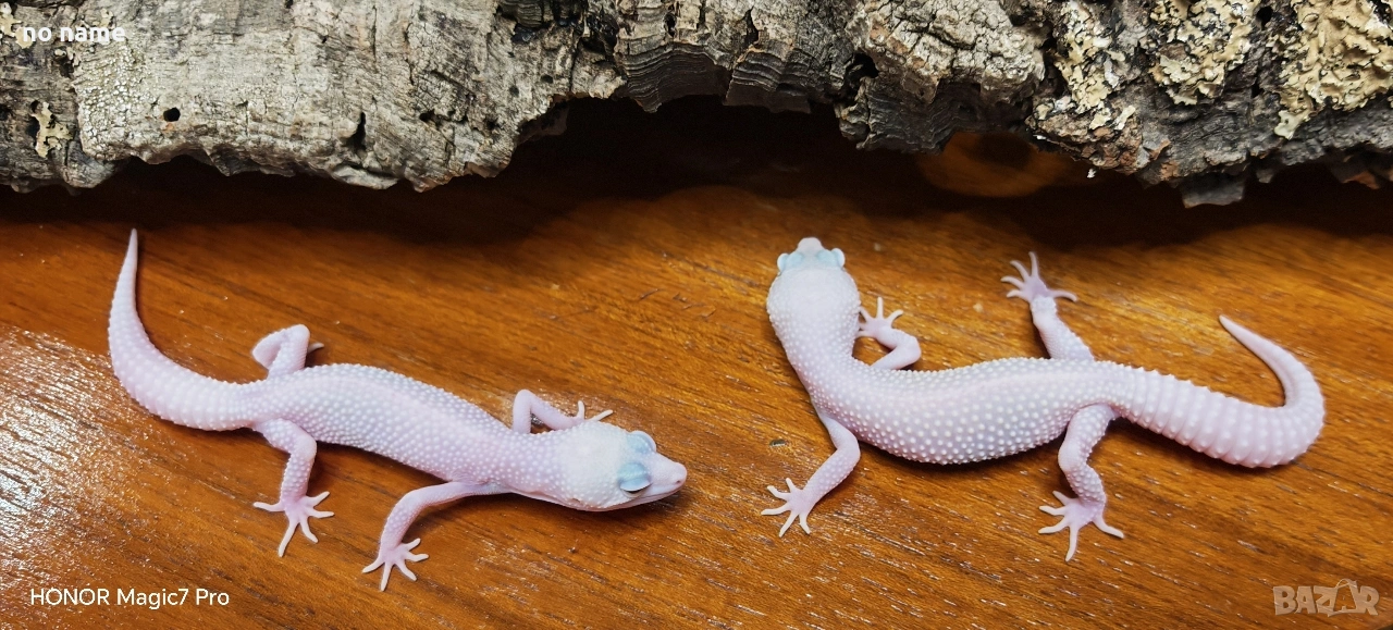 Леопардови гекони Diablo Blanco (Eublepharis macularius) , снимка 1