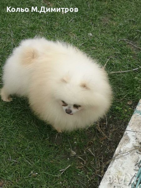 Мъжки померан за разплод, снимка 1