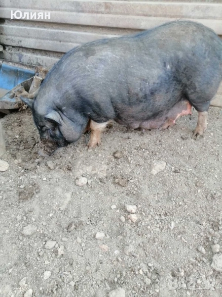 Виетнамски прасенца , снимка 1