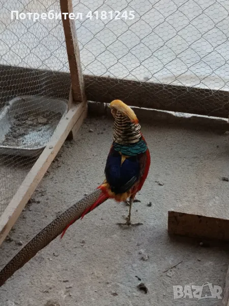 Чевенозлатни фазани, снимка 1