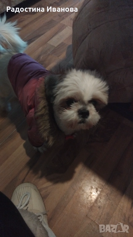 Търсим мъжко ши тцу, снимка 1