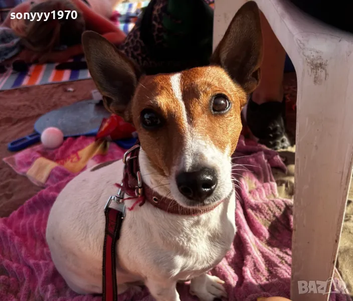 HOPE-КЛУБ ДЖАК РЪСЕЛ ВИДИН-ЖЕНСКА/МЪЖКИ/БЕБЕ 2003251548, снимка 1