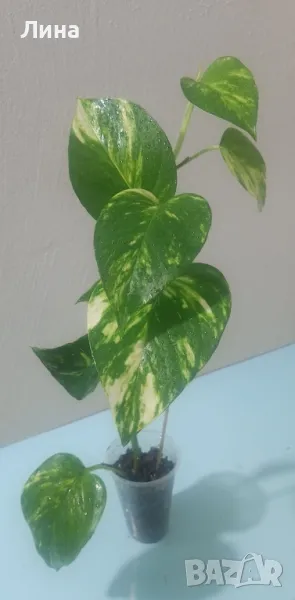 Епипремнум ауреум голдън(Epipremnum aureum golden) , снимка 1