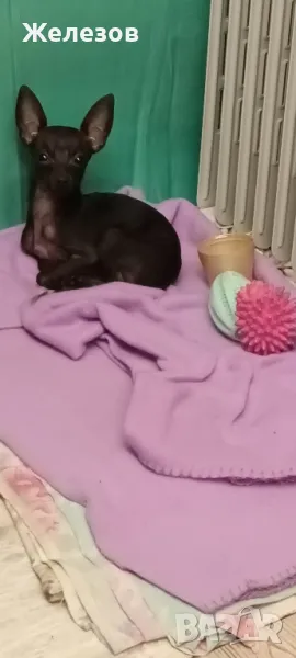 Търсим Елегантна Дама , снимка 1