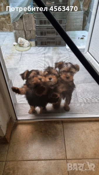 Йоркширски мъжки териерчета , снимка 1