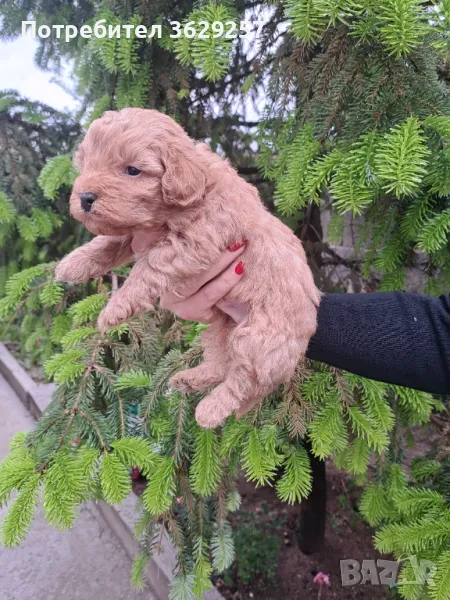 Малтипу, снимка 1