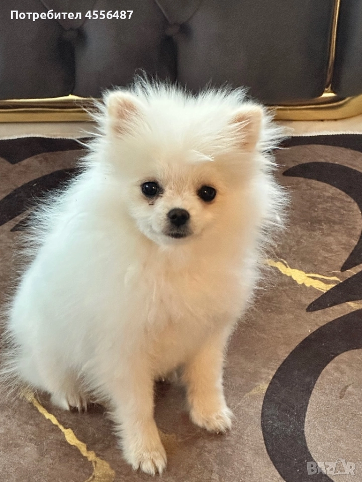 Куче померан шпиц, снимка 1