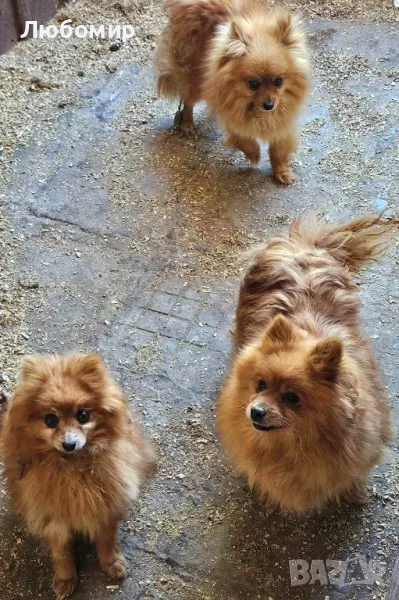 Померан, снимка 1