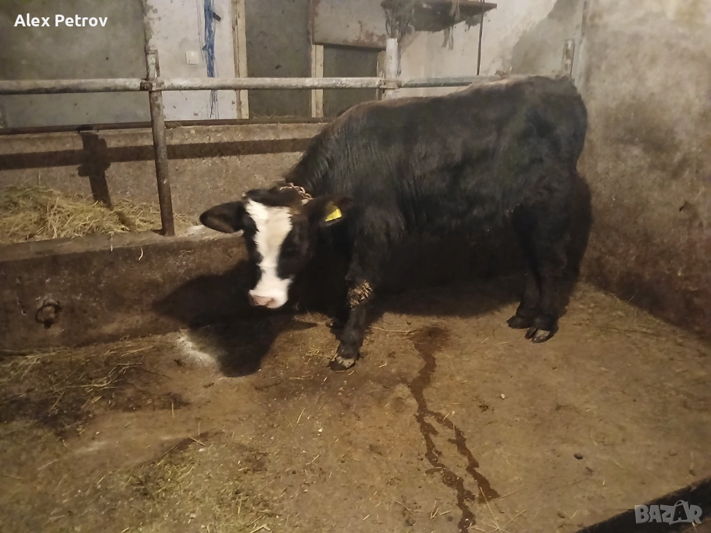 Свободни 2 мъжки месодайни телета, снимка 1