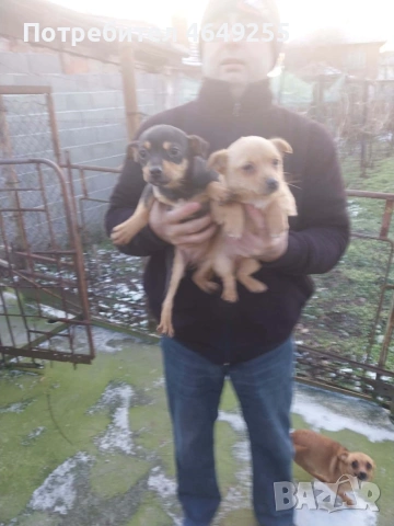 Кученца(пинчери), снимка 3 - Пинчер - 53225427