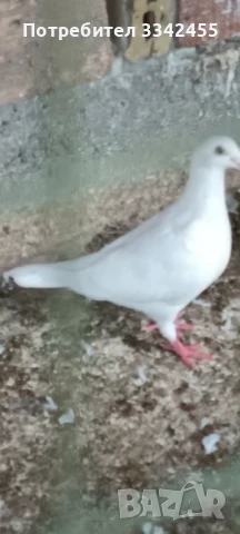 Пощенски гълъби, снимка 9 - Гълъби - 51025275