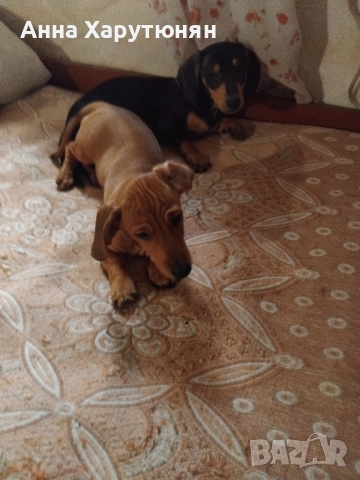 продавам две мъжки сладки дакелчета , снимка 4 - Дакели - 52361992