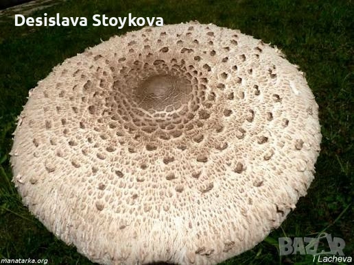 продавам гъба сърнела 