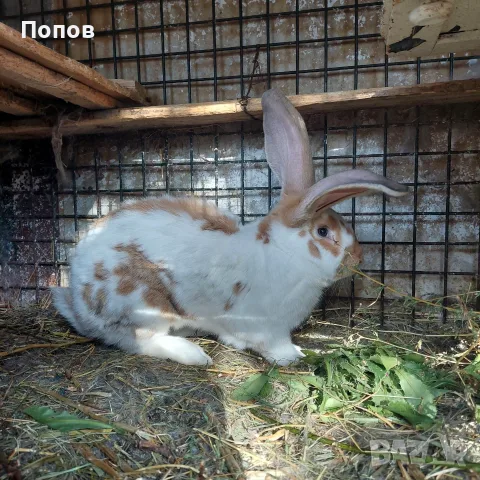 Продавам  зайци, снимка 11 - За селскостопански - 55832827