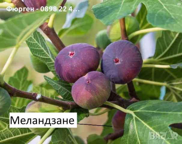  Смокиня  / Разсад Студоустойчиви - Налични 8 сорта, снимка 6 - Разсади - 34044411