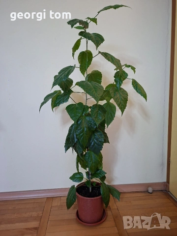 Китайска 2 бр. роза 15 €, снимка 2 - Стайни растения - 49127632