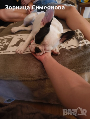 Френско булдоче женско, снимка 3 - Други - 53221224