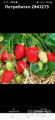разсад ягоди , снимка 5 - Градински цветя и растения - 47363929
