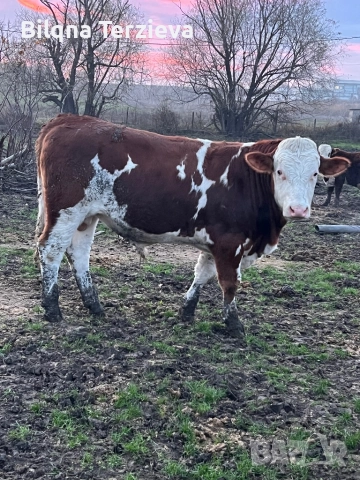 Продавам телета, снимка 5 - Крави - 52553918