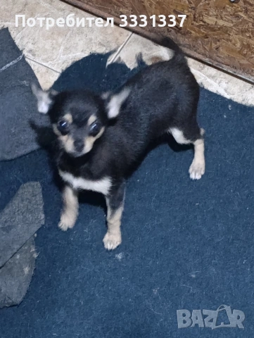 мини чихуахуа пинчер момче , снимка 3 - Чихуахуа - 54168454
