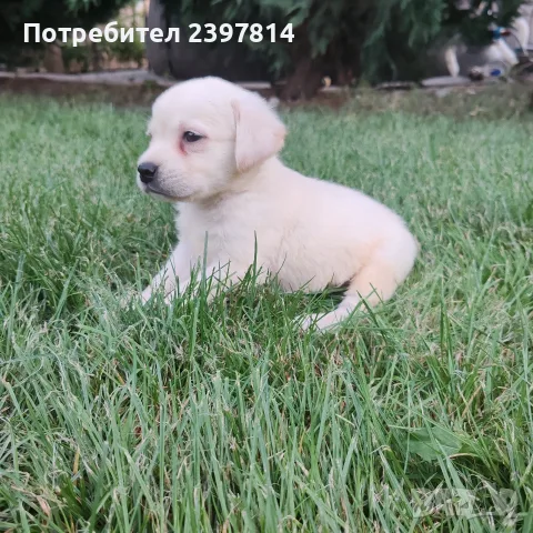 Лабрадор ретривър , снимка 6 - Лабрадор ретривър - 55743243