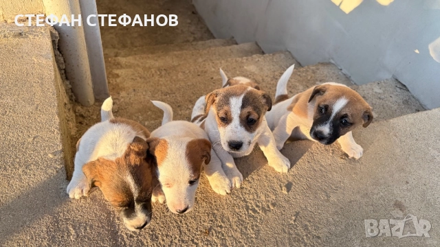 Джак Ръсел , снимка 13 - Джак ръсел териер - 52917744