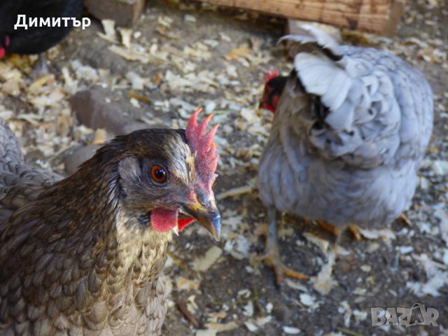 Разплодни яйца от Шведски Исбар , снимка 4 - други­ - 31902849