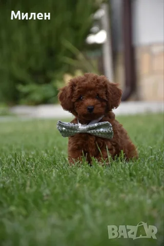 Той пудел Toy poodle