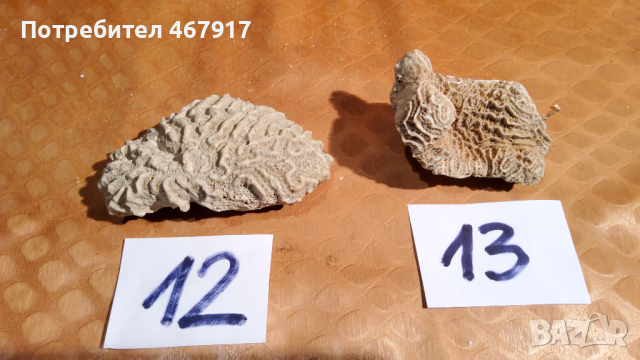 Корали от атлантическия океан, снимка 4 - Колекции - 36536114