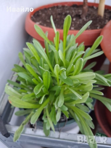 Еделвайс - Leontopodium alpinum, снимка 2 - Разсади - 54092116