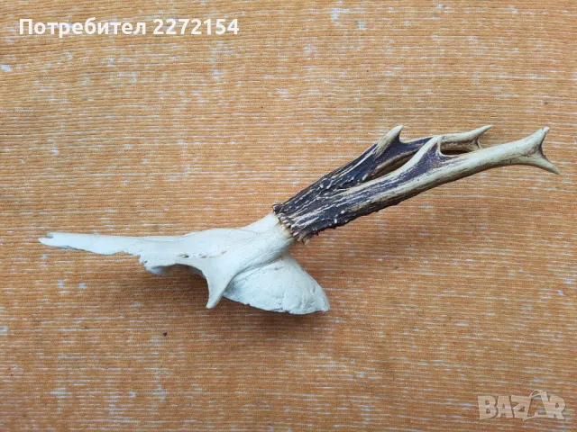Трофей рога от сръндак , снимка 3 - Антикварни и старинни предмети - 50181731
