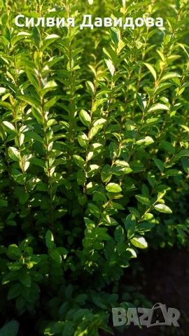0.70лв. Лигуструм на гол корен, снимка 6 - Градински цветя и растения - 52189521