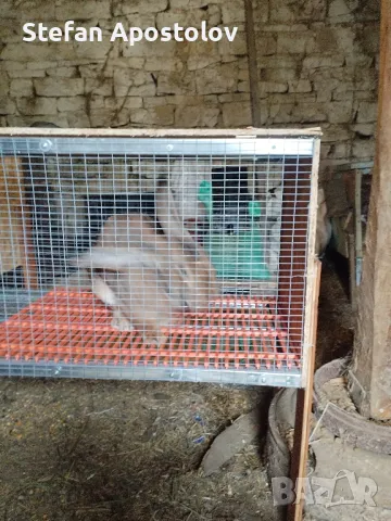  Калифорнийски зайци, снимка 13 - Други - 38133793