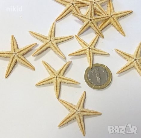 20 бр натурални морски звезди звездички за декорация, снимка 2 - Други - 33541659