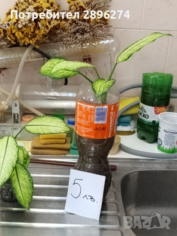  Дифенбахия !!! РАЗПРОДАЖБА (-40%)!!!, снимка 6 - Стайни растения - 46264327