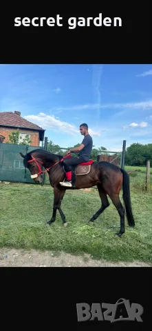 Продава се спортна кобила 