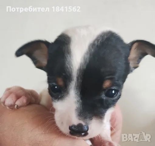 Продават се пинчери , снимка 4 - Пинчер - 56336948