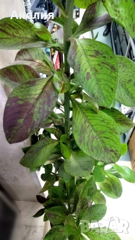 Рядко растение- Африкански млечен храст EUPHORBIA GRANTII RUBRA, снимка 4 - Стайни растения - 54219970