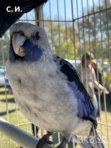 Различни видове папагали , снимка 13 - Папагали - 51972963