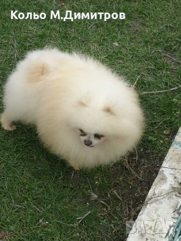 Мъжки померан за разплод