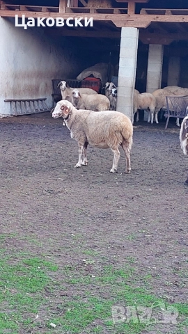  Заплодени овце, снимка 5 - Овце - 52540156