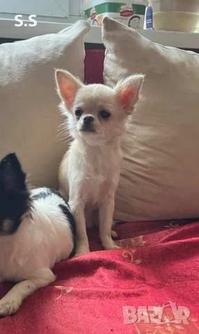 Мини чихуахуа, снимка 2 - Чихуахуа - 50941742