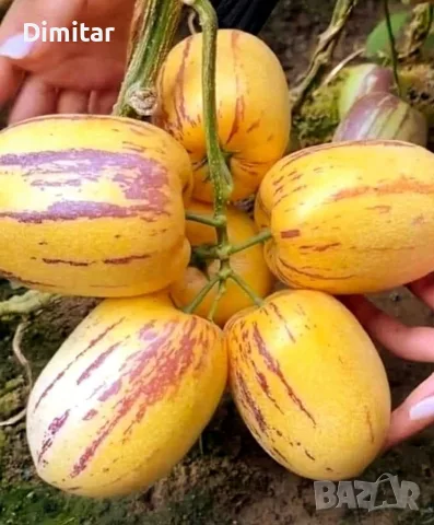 Разсад ПЕПИНО Пъпешово дърво . Сорт (Solanum Muricatum) ▪️Развива се много бързо , снимка 4 - Разсади - 55729736