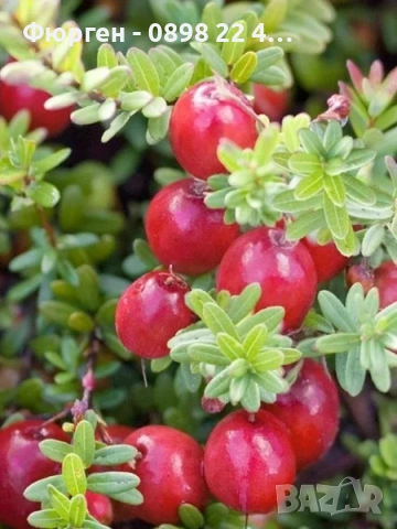 Американската червена боровинка, снимка 2 - Разсади - 52922778