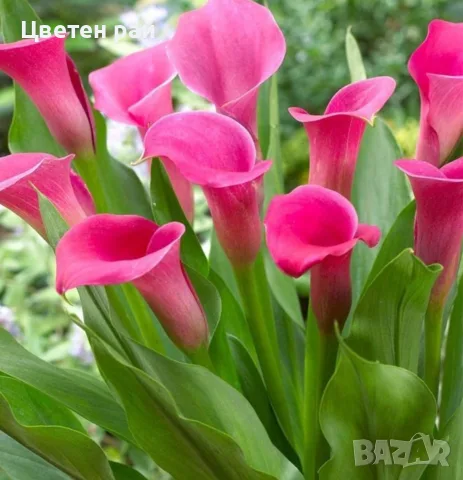 Едри и средни луковици на 4 цвята кали