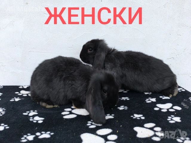 ЗАЙЦИ, снимка 10 - Други - 53465684