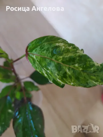 Хибискус Coopery червенолистен, снимка 2 - Стайни растения - 47622265