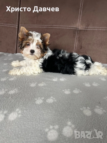 Бивер йоркширски териер, снимка 1